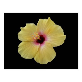 Yellow Hibiscus Flower Postcard