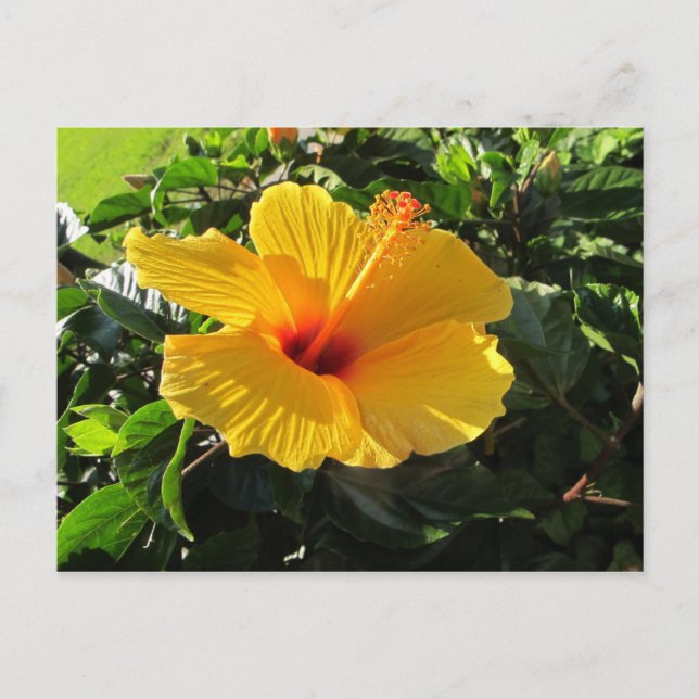 Yellow Hibiscus Flower Postcard (Front)