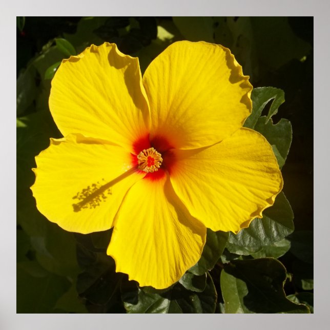 Yellow Hibiscus Flower Poster (Front)