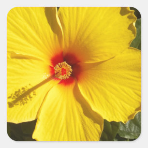 Yellow Hibiscus Flower Square Sticker