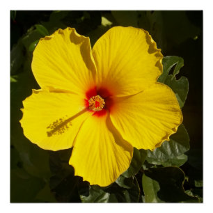 Yellow Hibiscus Flower Value Poster