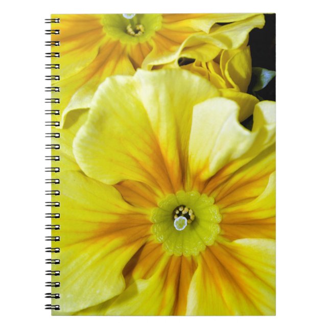 Yellow hibiscus flowers notebook (Front)