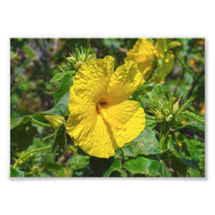 Yellow Hibiscus Hawaii State Flower Photo Print