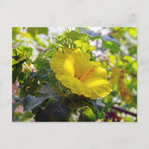 Yellow Hibiscus Hawaii State Flower Postcard