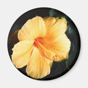 Yellow Hibiscus Photo Magnet