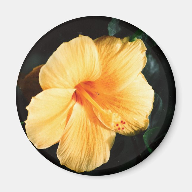 Yellow Hibiscus Photo Magnet (Front)