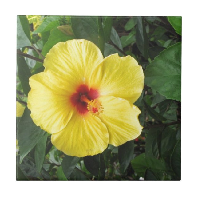 Yellow Hibiscus Plant Art Items Tile (Front)