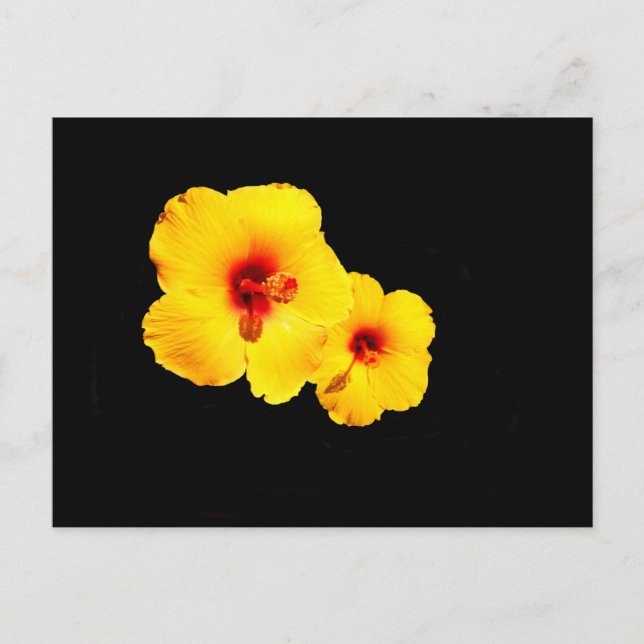 Yellow Hibiscus Postcard (Front)