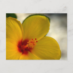 Yellow Hibiscus Postcard