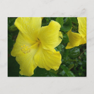 Yellow Hibiscus Postcard