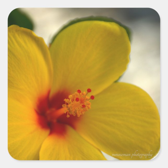 Yellow Hibiscus Square Sticker (Front)