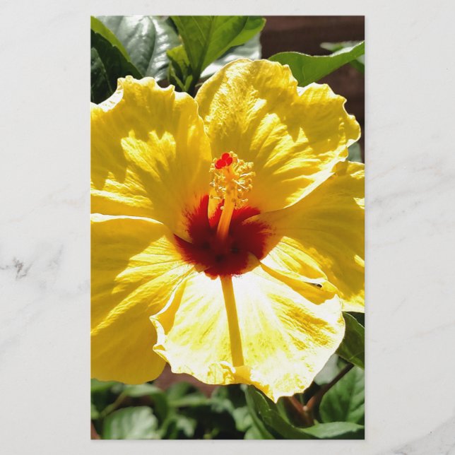 Yellow Hibiscus Stationery (Front)