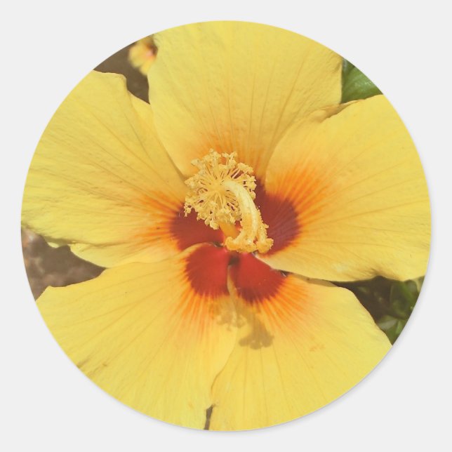 Yellow hibiscus sticker (Front)