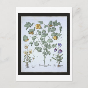 Yellow Horned Poppy, from the 'Hortus Eystettensis Postcard