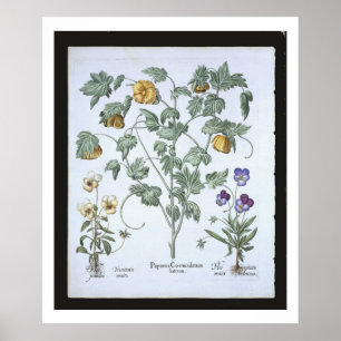 Yellow Horned Poppy, from the 'Hortus Eystettensis Poster