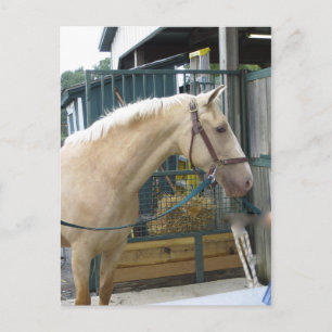 Yellow Horse Postcard