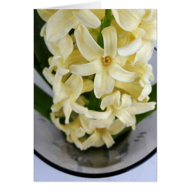 yellow hyacinth (Front)