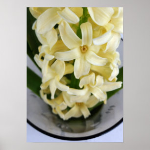 yellow hyacinth poster