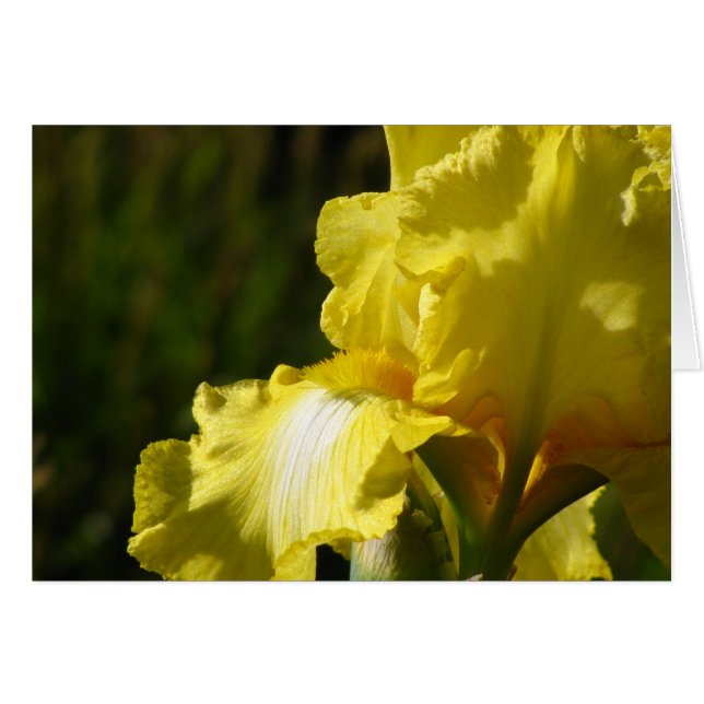 Yellow Iris (Front Horizontal)