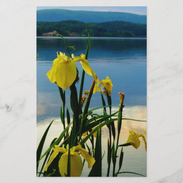 Yellow Iris at Lake Shore (Front)