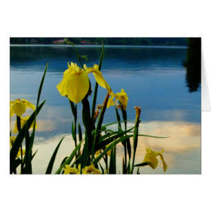Yellow Iris at Lake Shore