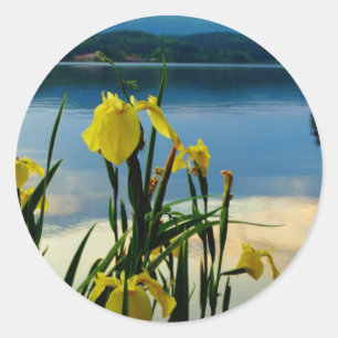 Yellow Iris at Lake Shore Classic Round Sticker