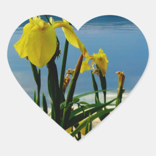 Yellow Iris at Lake Shore Heart Sticker