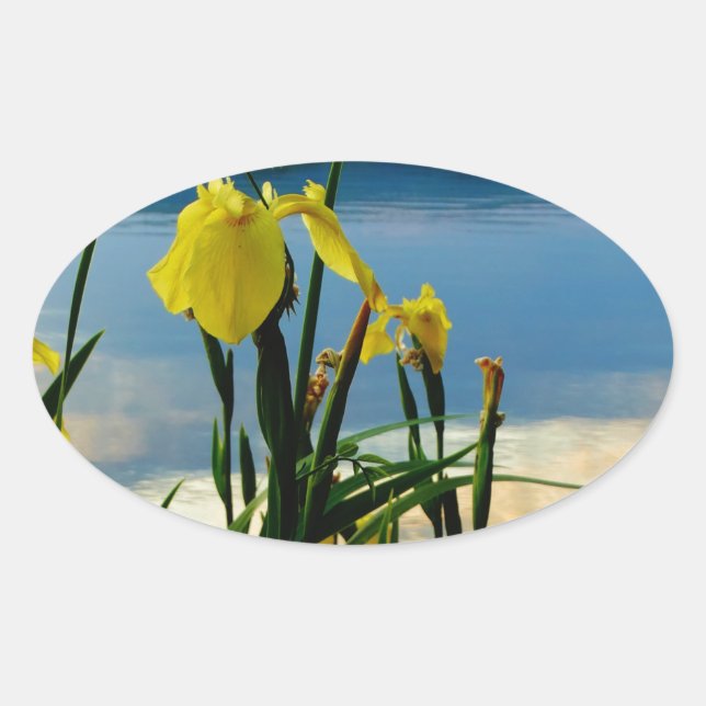Yellow Iris at Lake Shore Oval Sticker (Front)
