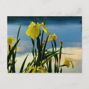 Yellow Iris at Lake Shore Postcard