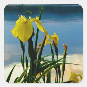 Yellow Iris at Lake Shore Square Sticker