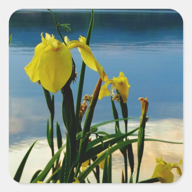 Yellow Iris at Lake Shore Square Sticker (Front)