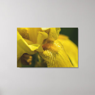 Yellow Iris Beard Canvas Print