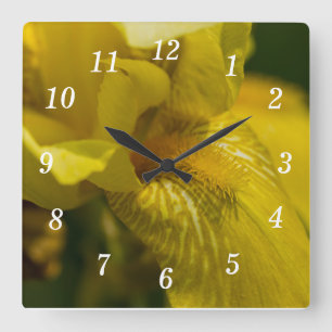 Yellow Iris Beard Square Wall Clock