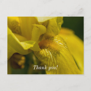 Yellow Iris Beard Thank You Postcard