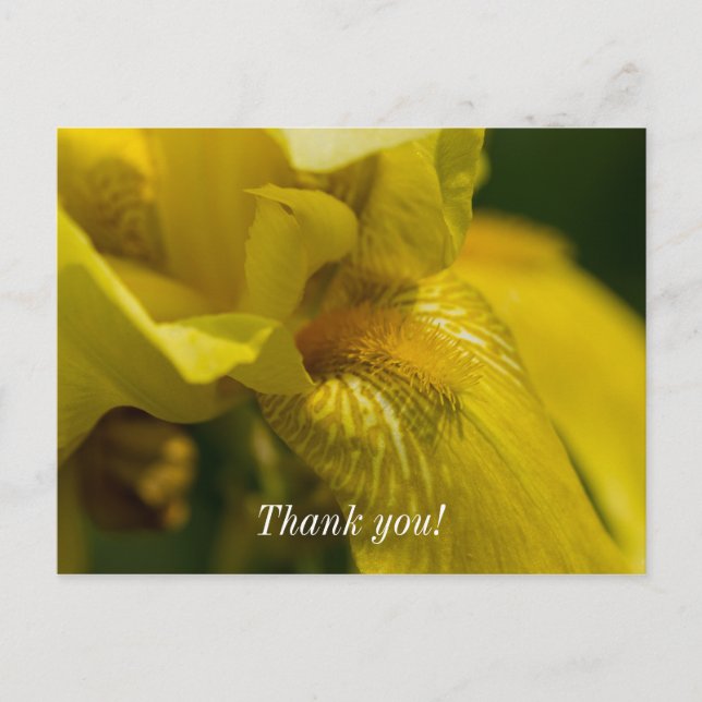 Yellow Iris Beard Thank You Postcard (Front)