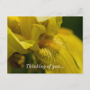 Yellow Iris Beard Thinking Of You Postcard