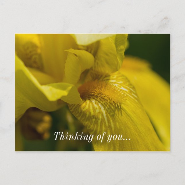 Yellow Iris Beard Thinking Of You Postcard (Front)