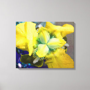 Yellow Iris Canvas Print
