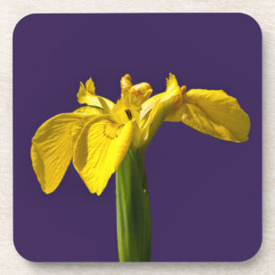 Yellow Iris Coaster