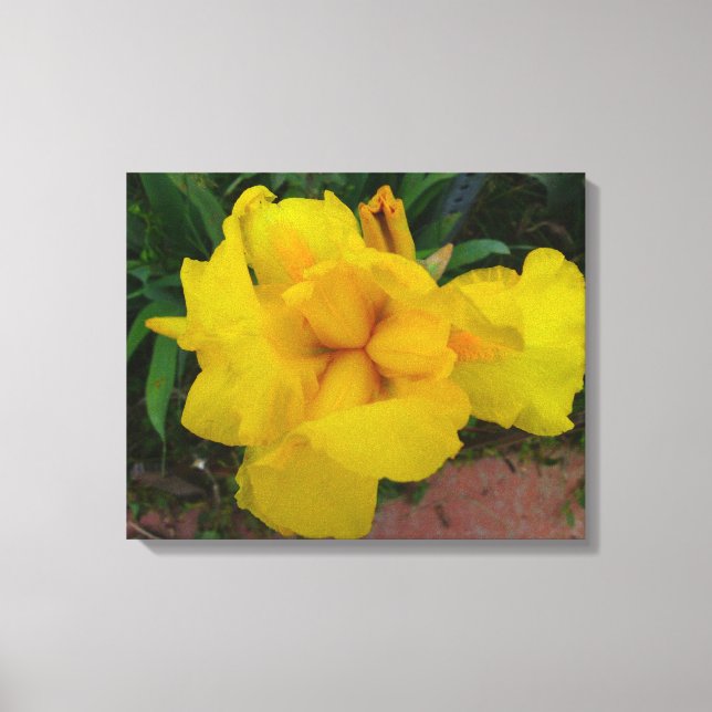 Yellow Iris Flower Canvas Print (Front)