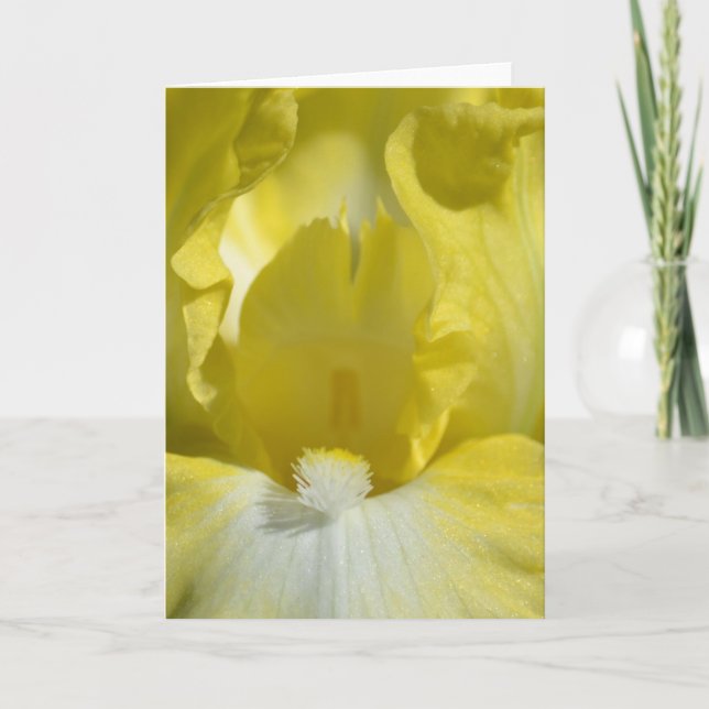 Yellow Iris Flower Card (Front)