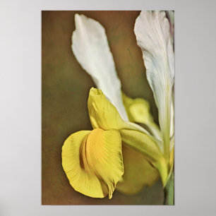 Yellow Iris Flower Photographic Art Print