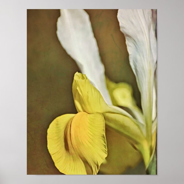 Yellow Iris Flower Photographic Art Print (Front)