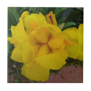 Yellow Iris Flower Tile