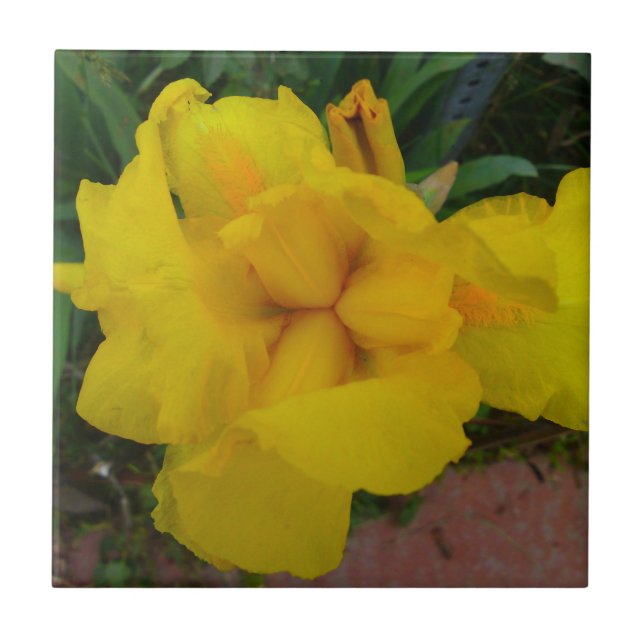 Yellow Iris Flower Tile (Front)