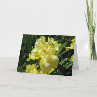 Yellow Iris Greeting Card