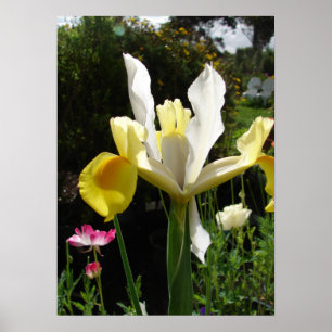Yellow Iris Irises Floral Flower Garden Poster