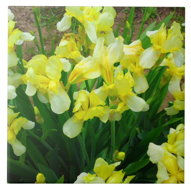 Yellow Iris Patch Tile (Front)