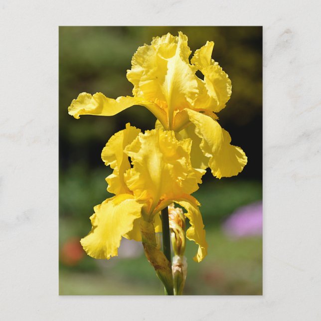 Yellow iris postcard (Front)