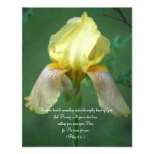 Yellow Iris Scripture Photographic Print